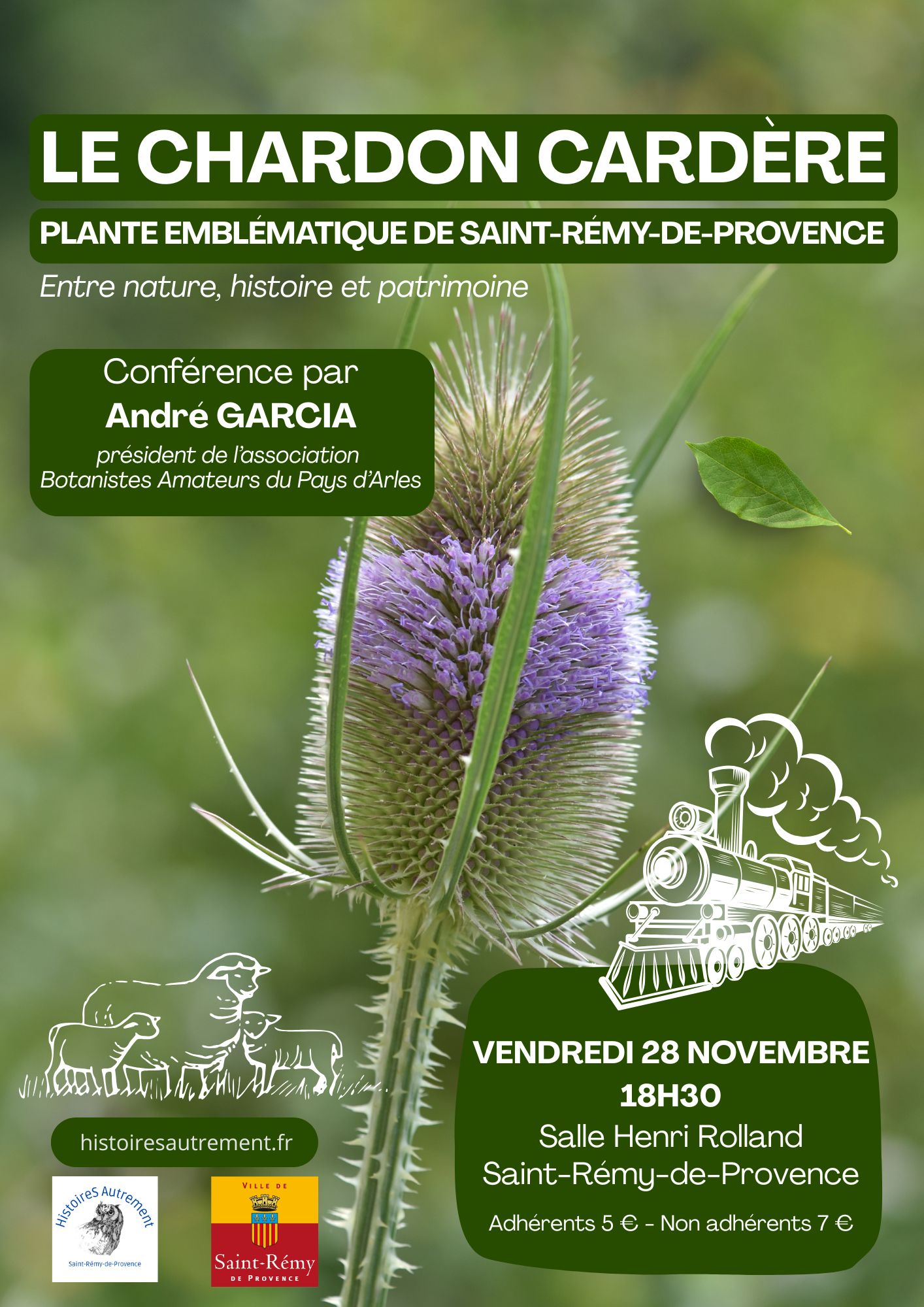 L’histoire du chardon cardère à Saint-Rémy-de-Provence